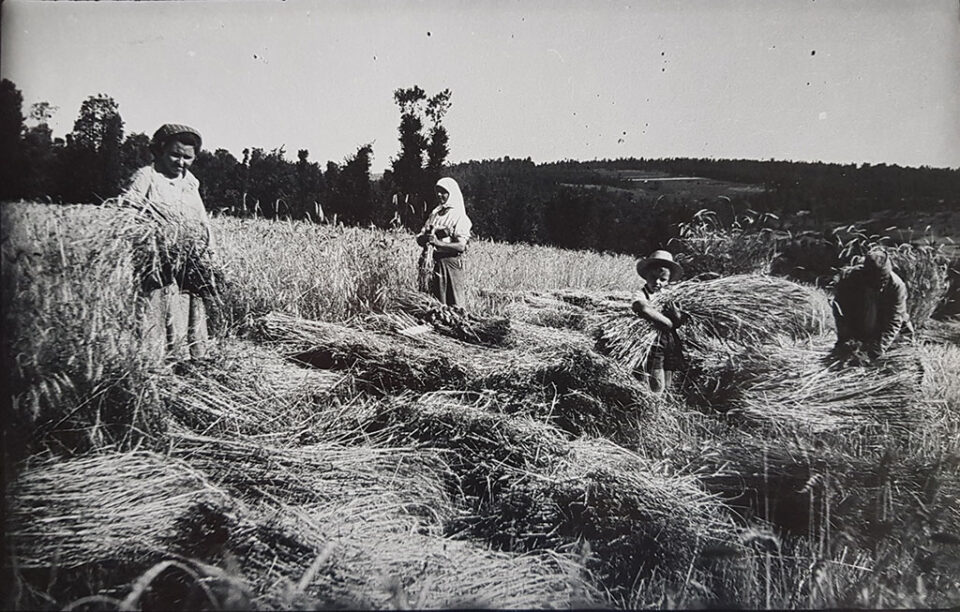 Ручна жетва 1952